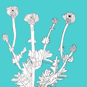 A digital drawing of a dandelion against a cyan background