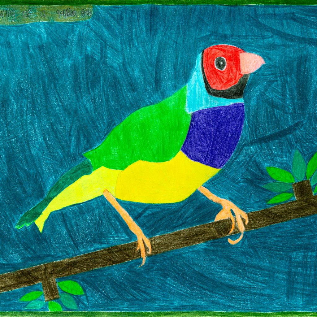 Coloured pencil drawing of a golden finch perched on a branch. The golden finch has a glowing yellow breast, blue and green colouring across it's neck and back and a red head. The bird is surrounded by deep blue background emanating the sky.
